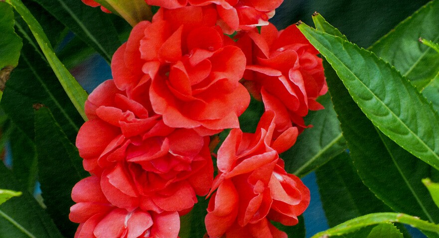 Sự tích hoa Phụng Tiên