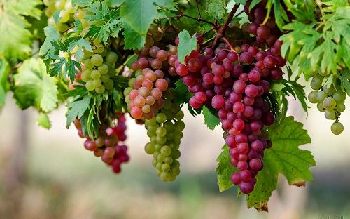 Chuyện về một cành nho