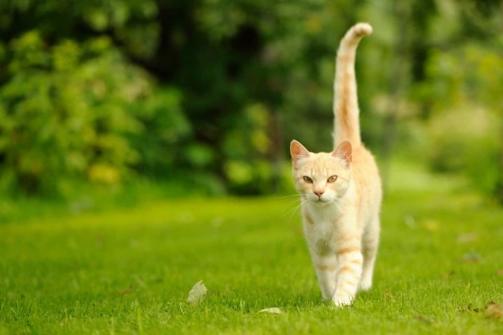 Tại sao động vật có các loại đuôi khác nhau?