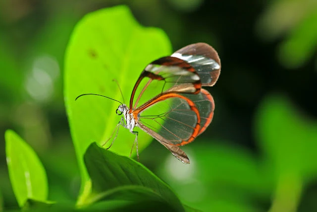 Lá thư cuối cùng của người lái xe tải