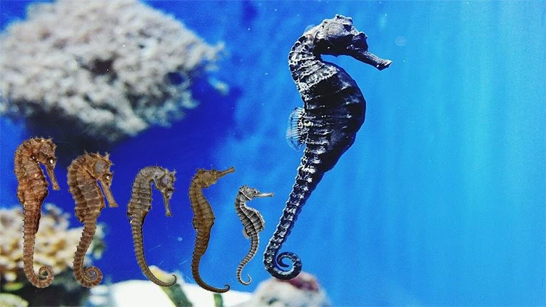 Vì sao cá ngựa con được sinh ra từ bố?
