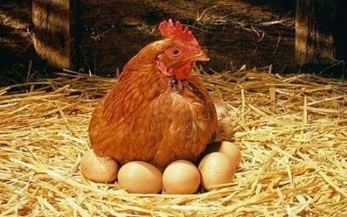 Tại sao sau khi gà mái đẻ trứng lại hay cục tác?