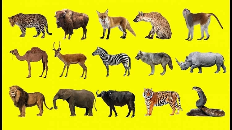 Động vật được phân loại như thế nào?