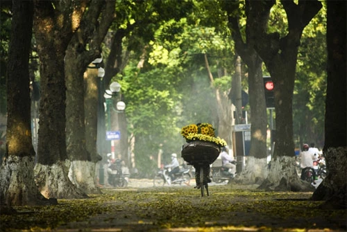 Tại sao khi mỗi độ thu về thì lá cây xanh lại ngả màu vàng và rơi rụng?