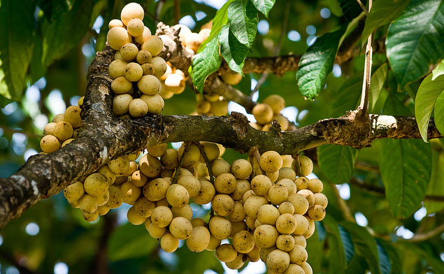Nghe kể chuyện cổ tích - Sự tích quả Loòng Boong