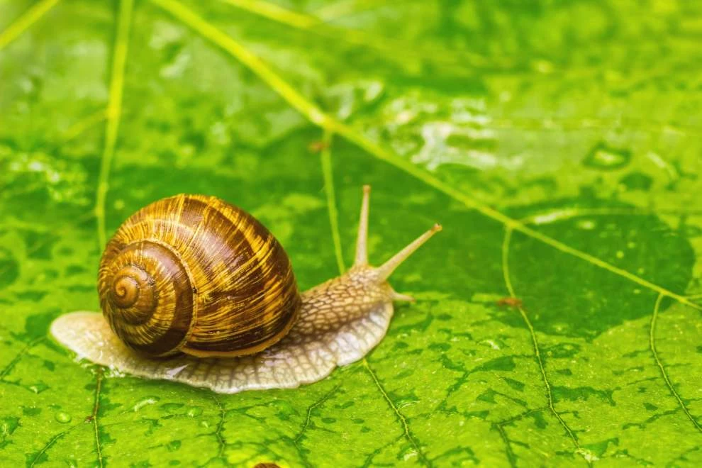 Tại sao chỗ ốc sên vừa bò qua lại để lại một vệt nước dãi?