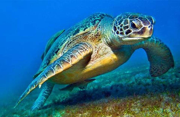 Tại sao nói rùa là loài vật già nhất thế giới?