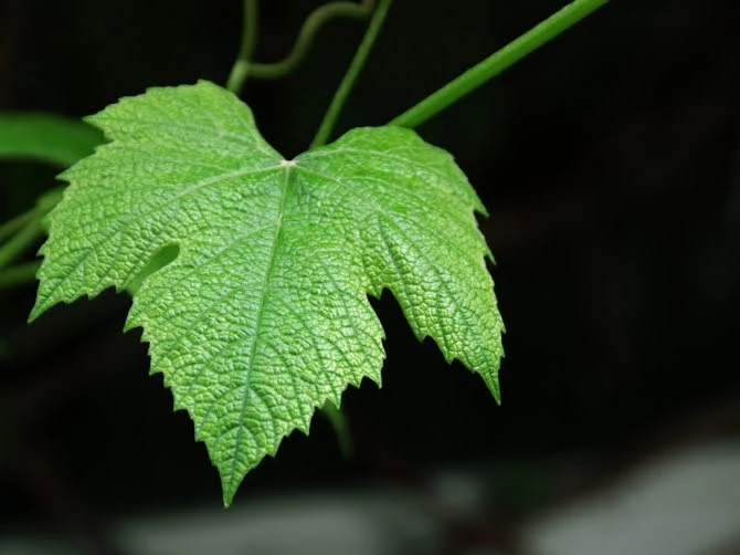 Chiếc lá hoàn mỹ