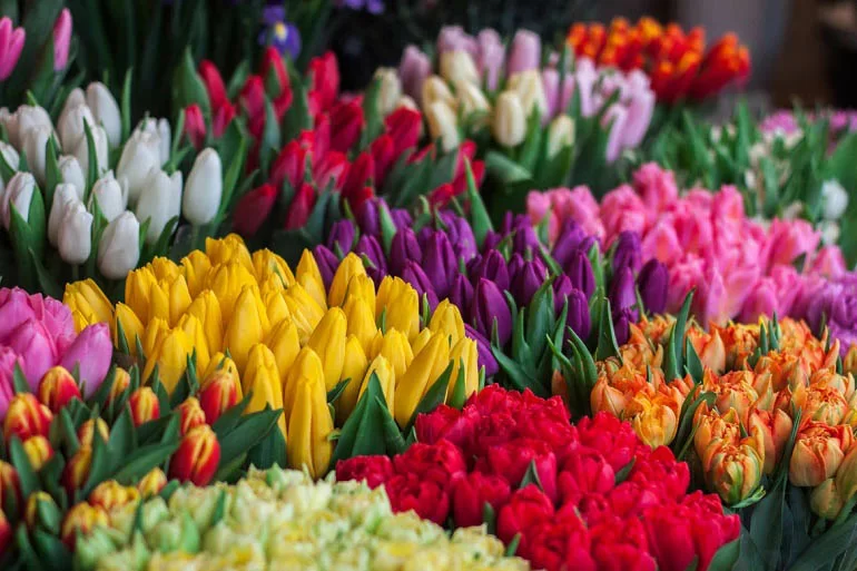 Tại sao hoa Tulip có tên gọi là Uất Kim Hương?