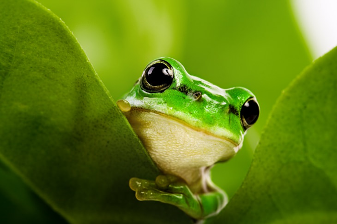 Câu chuyện về một chú ếch