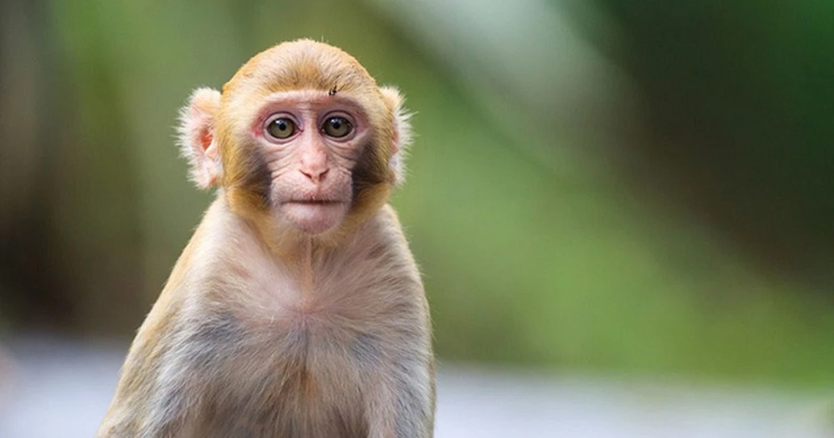 Có phải loài người và loài khỉ có cùng "dòng họ"?