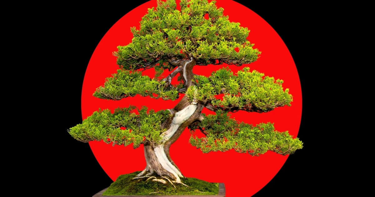 Tại sao cây trong chậu cảnh lại già và có nhiều tư thế?