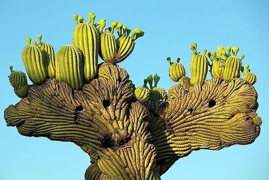Tại sao gọi cây xương rồng Saguaros là “người khổng lồ” của sa mạc