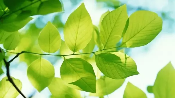 Những lá thư không được trả lời
