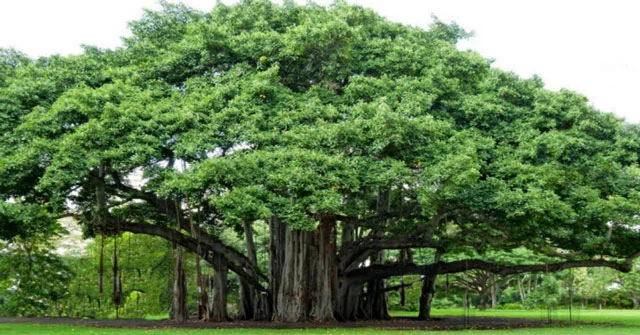 Tại sao một cây đa có thể thành rừng?