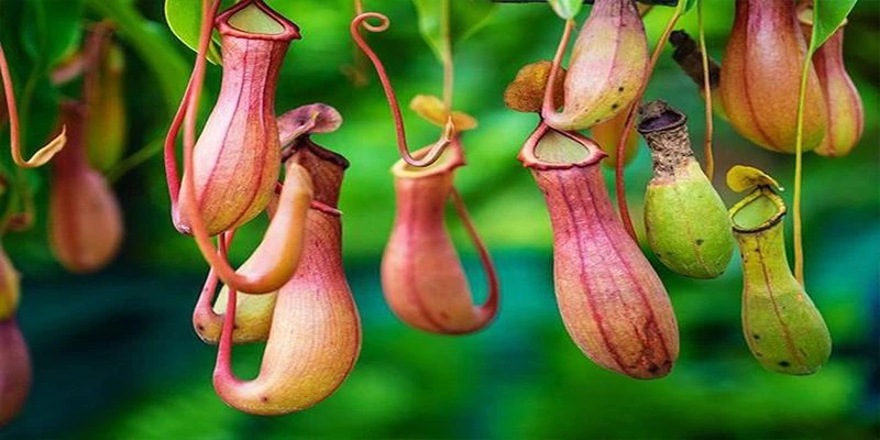 Tại sao thực vật có thể ăn côn trùng?