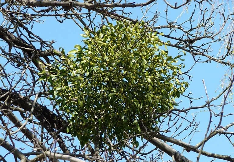 Bí ẩn của cây tầm gửi
