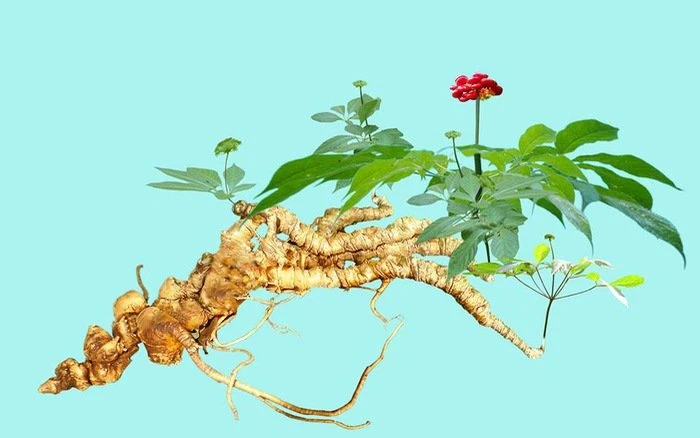 Vì sao sâm Ngọc Linh lại quý như thế?