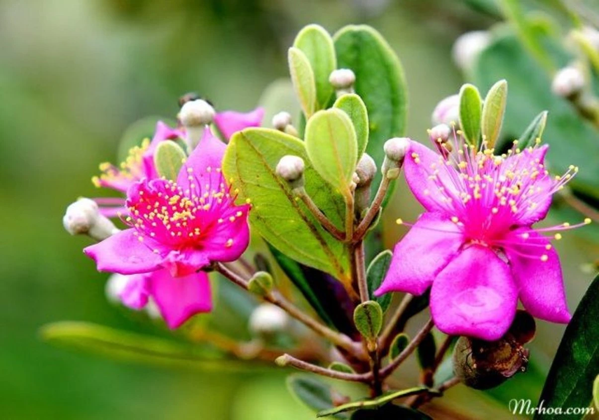 Sự tích hoa Sim và hoa Mua