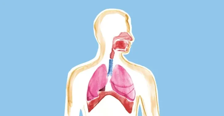 Vì sao ta hít vào khí ôxy nhưng lại thở ra khí CO2?