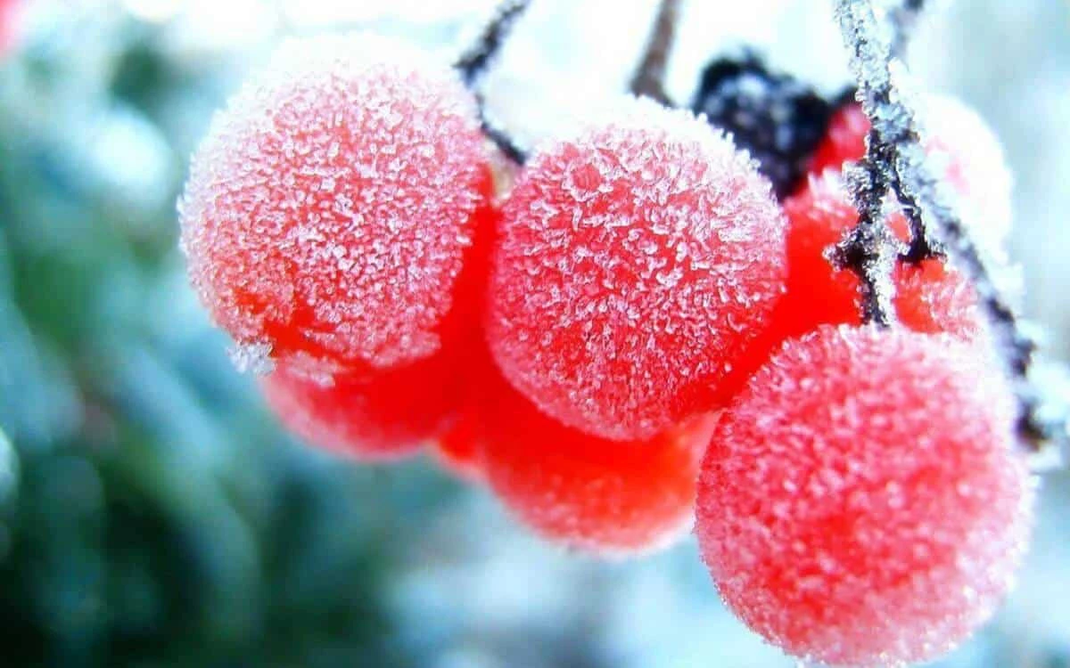 Sương muối hình thành như thế nào?