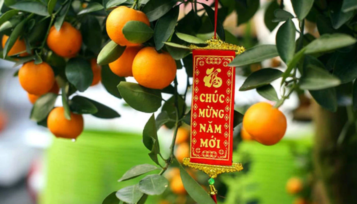 Sự tích cây Quất