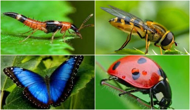 Côn trùng có những điểm đặc biệt nào?