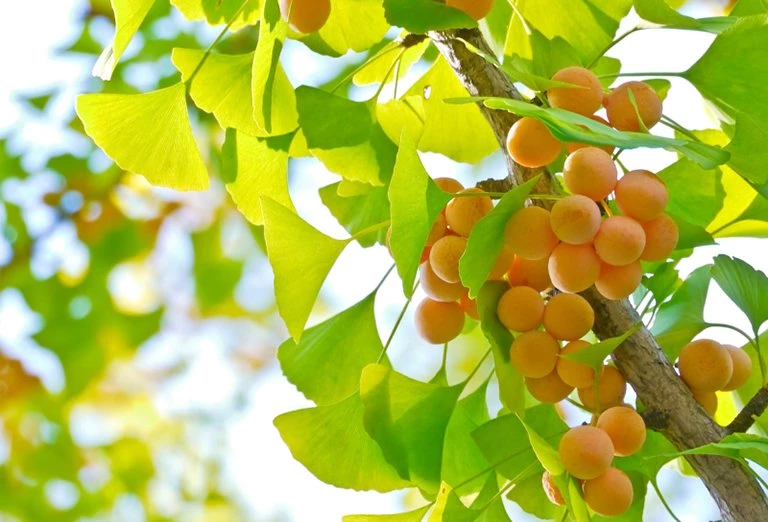 Tại sao có loài cây sống hơn 1.000 năm?