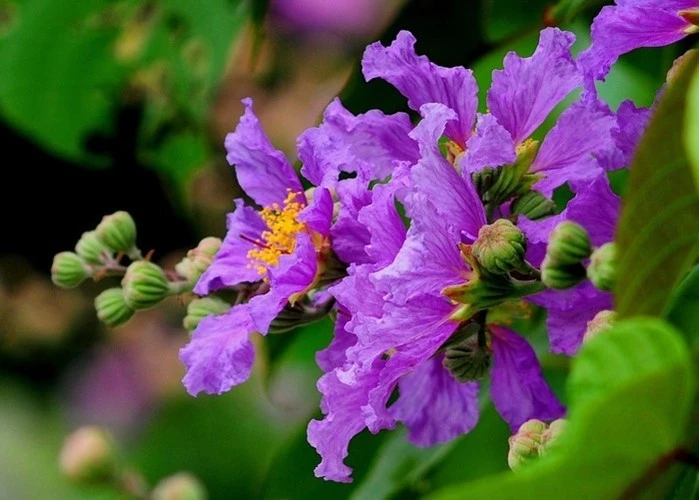 Nghe kể chuyện thiếu nhi - Biệt đội bảo vệ cây bằng lăng