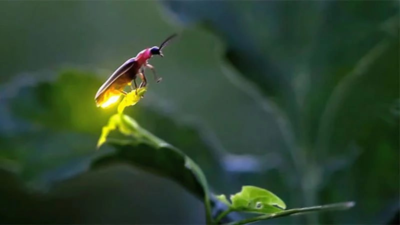 Tại sao đom đóm có thể phát sáng?