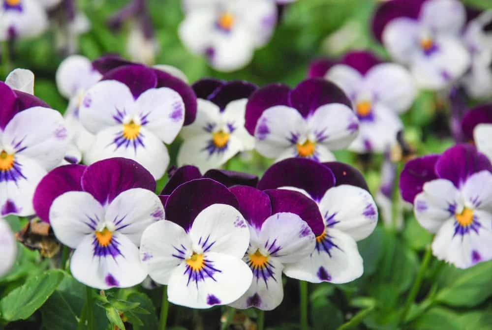 Điều kỳ diệu của tình yêu