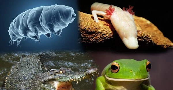 Loài vật có thể nhịn ăn bao lâu?