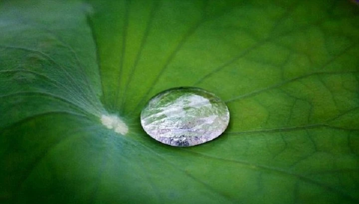 Vì sao những hạt nước trên lá sen đều là những  giọt nước nhỏ tròn vo?
