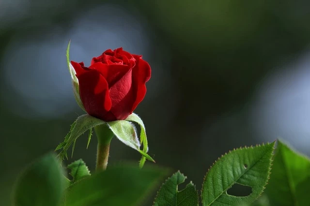 Những bông hồng cho Hoa Hồng
