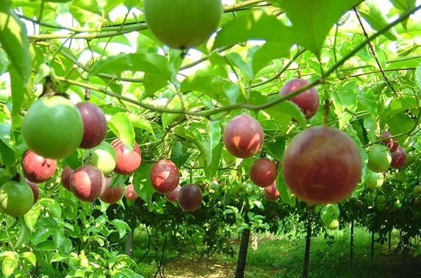 Bí quyết leo giàn của cây xanh