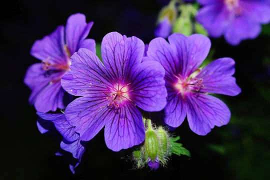 Khát vọng của nàng Violet