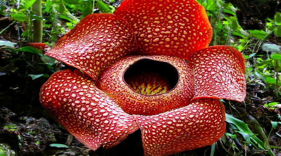 Chúa tể của các loài hoa