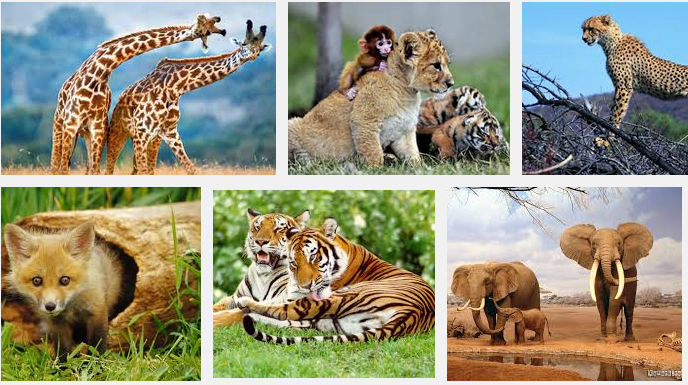 Tại sao động vật biết áp dụng "chính sách nhượng bộ"?