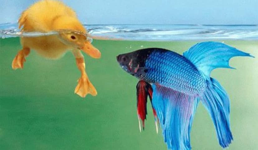 Vịt và Cá rô