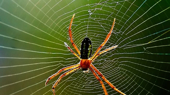 Con nhện giăng tơ bằng cách nào giữa khoảng cách hai cây rất xa?