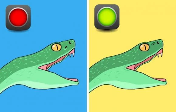 Cách nào phân biệt rắn độc?