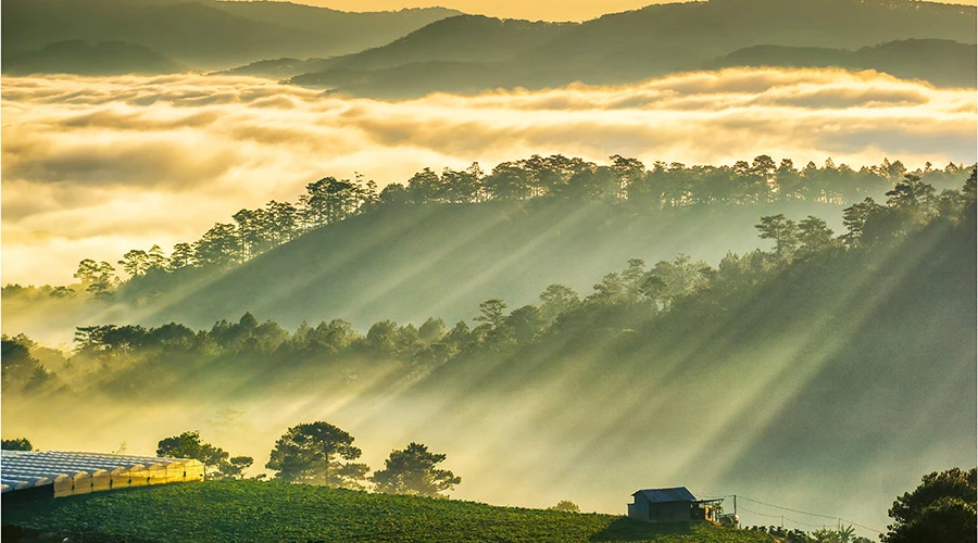 Vì sao lại có sương mù?
