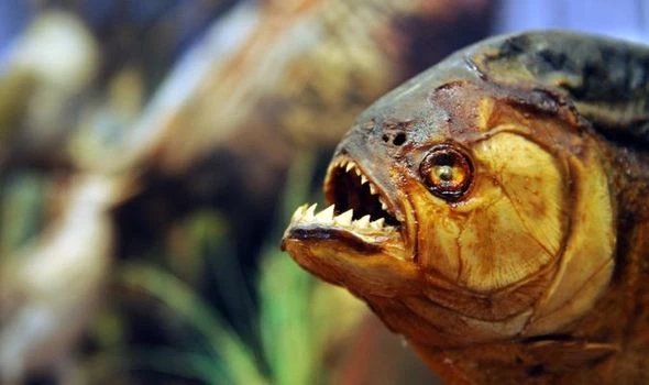 Cá ăn thịt người có sinh sống ở vùng Giang Nam Trung Quốc không?