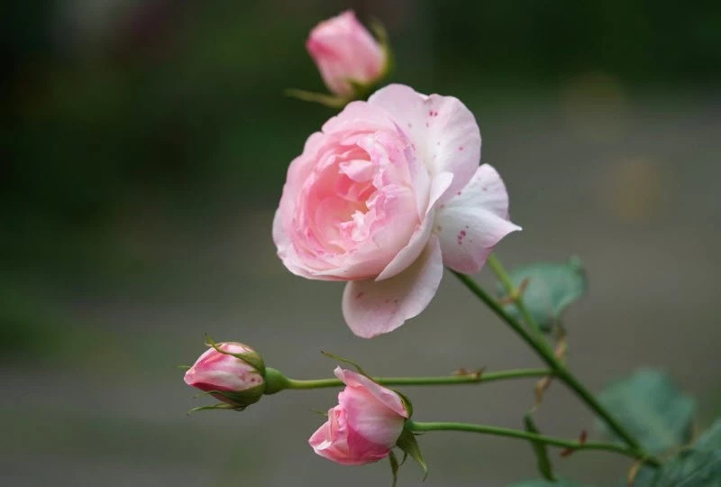 Đóa hồng
