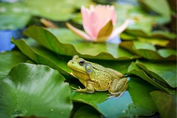 Vì sao ếch đực kêu rất to?