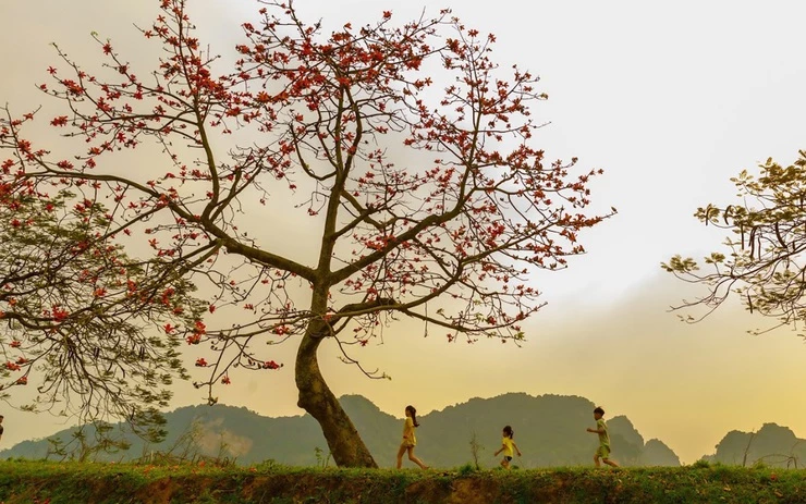Cây gạo bên hồ