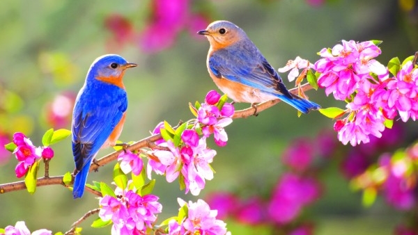 Nghe kể chuyện cổ tích - Hạt giống hoa mùa xuân