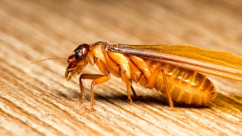Con mối có liên quan gì đến nhiệt độ không khí lên cao?