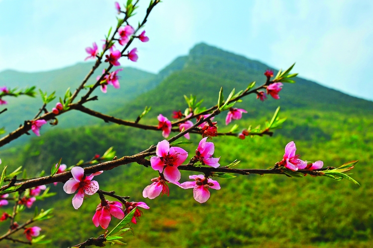 Nghe kể chuyện thiếu nhi - Hoa lá và rễ