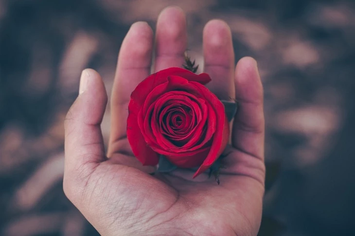 Ý nghĩa của những bông hoa hồng